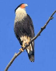 Caracara plancus cheriway