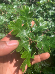 Quercus garryana breweri