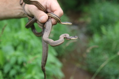 Regina septemvittata