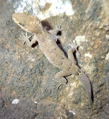 Cyrtodactylus nebulosus