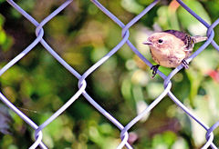 Setophaga coronata coronata