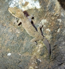 Cyrtodactylus nebulosus