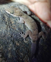 Cyrtodactylus nebulosus