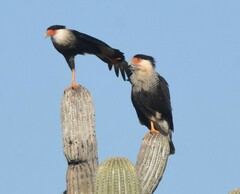 Caracara plancus cheriway