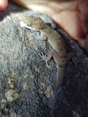 Cyrtodactylus nebulosus