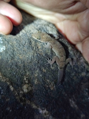 Cyrtodactylus nebulosus