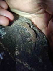 Cyrtodactylus nebulosus