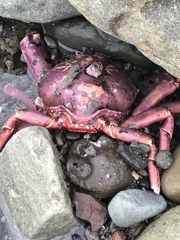Taliepus nuttallii