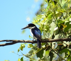 Todiramphus macleayii incinctus