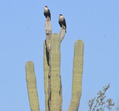 Caracara plancus cheriway