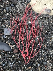 Leptogorgia chilensis