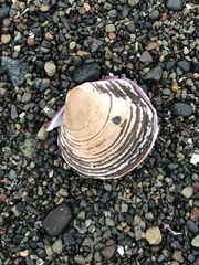 Semele decisa