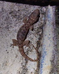 Hemidactylus brookii