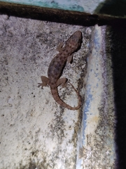 Hemidactylus brookii