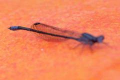 Enallagma cardenium