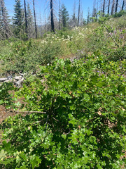 Quercus garryana breweri