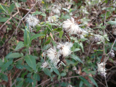 Ampelaster carolinianus