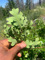 Quercus garryana breweri