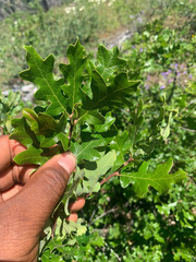Quercus garryana breweri