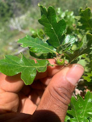 Quercus garryana breweri