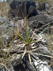 Eriocaulaceae
