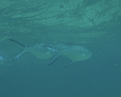 Trachinotus baillonii