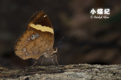 Xanthotaenia busiris