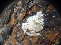 Lymantria dispar