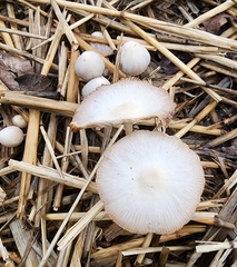 Bolbitius aleuriatus