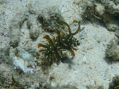 Novaculichthys taeniourus