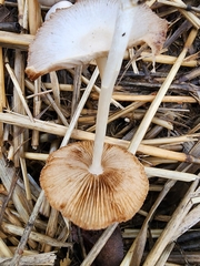 Bolbitius aleuriatus