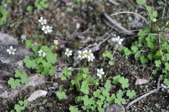 Saxifraga debilis