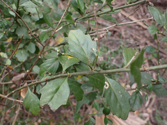 Baccharis glomeruliflora