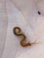 Geophilidae