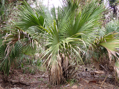 Sabal palmetto