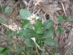 Baccharis glomeruliflora