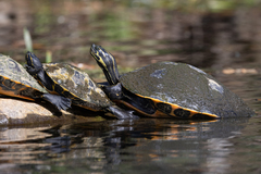 Pseudemys concinna suwanniensis