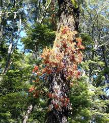 Peraxilla tetrapetala