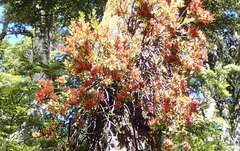 Peraxilla tetrapetala