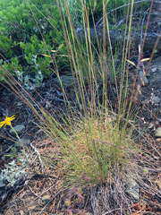 Festuca idahoensis