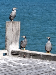 Phalacrocorax punctatus punctatus