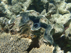 Tridacna