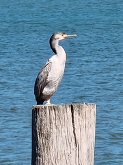 Phalacrocorax punctatus punctatus