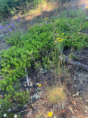 Festuca idahoensis