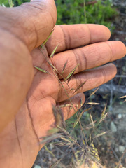 Festuca idahoensis