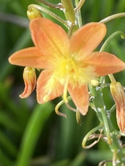 Bulbine frutescens