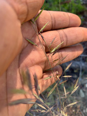 Festuca idahoensis