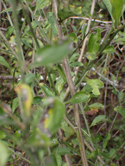 Baccharis glomeruliflora