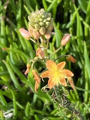 Bulbine frutescens
