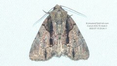 Chytonix albonotata